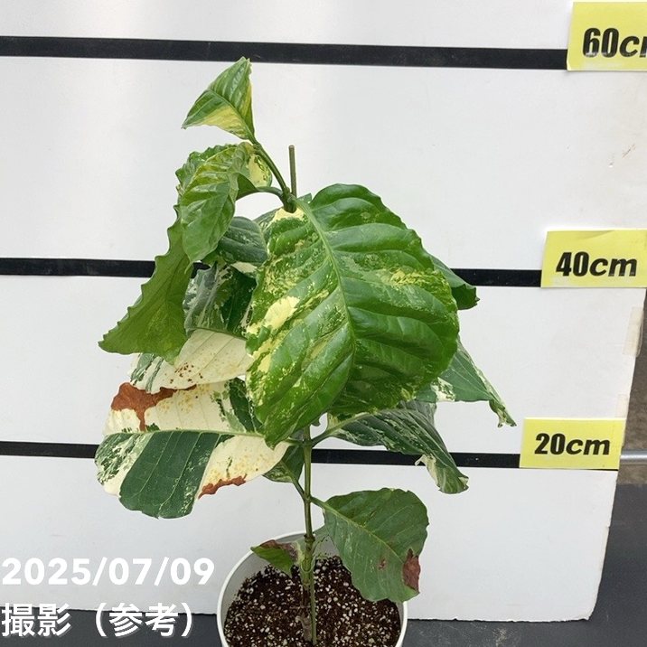 実生　コーヒーの木 斑入り　約40cm 5号鉢 実生 コーヒーの木 斑入り 約40cm 5号鉢 観葉植物 コーヒーの木
