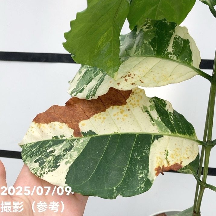 実生　コーヒーの木 斑入り　約40cm 5号鉢 実生 コーヒーの木 斑入り 約40cm 5号鉢 観葉植物 コーヒーの木