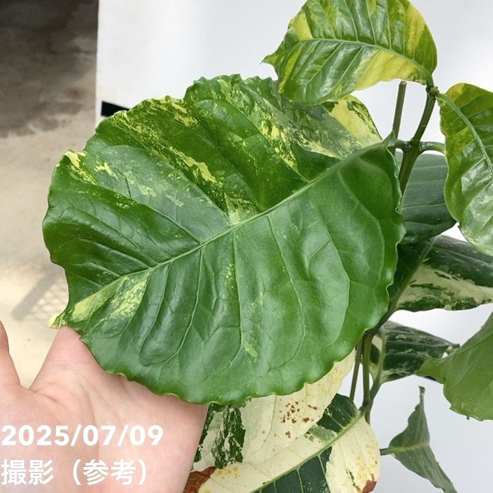 激レア！現品お届け】コーヒーの木 ロブスタ ミント 6号 斑入り 接木苗