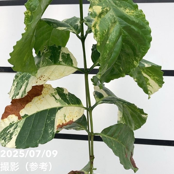 激レア！現品お届け】コーヒーの木 ロブスタ ミント 6号 斑入り 接木苗