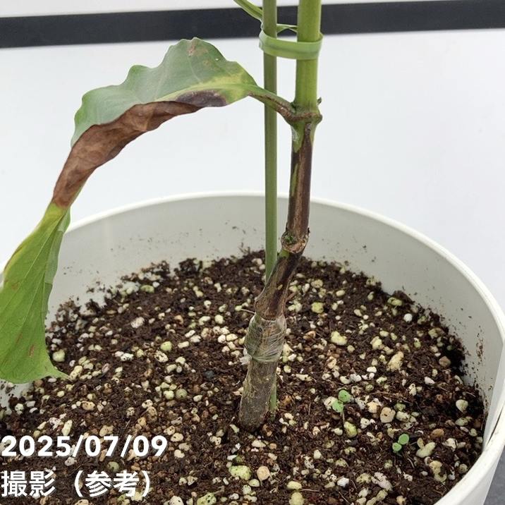 激レア！現品お届け】コーヒーの木 ロブスタ ミント 6号 斑入り 接木苗