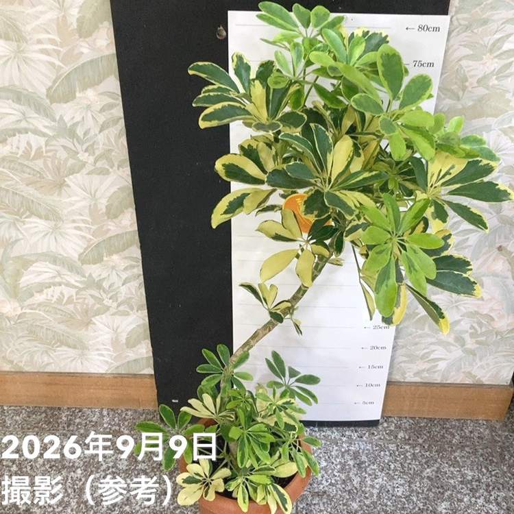 シェフレラ アルボリコラ ハッピーイエロー 7号｜観葉04-PA | 観葉