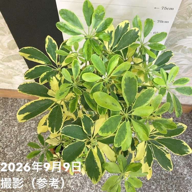 シェフレラ アルボリコラ ハッピーイエロー 7号｜観葉04-PA | 観葉