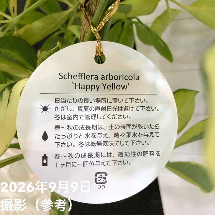 シェフレラ アルボリコラ ハッピーイエロー 7号｜観葉04-PA | 観葉
