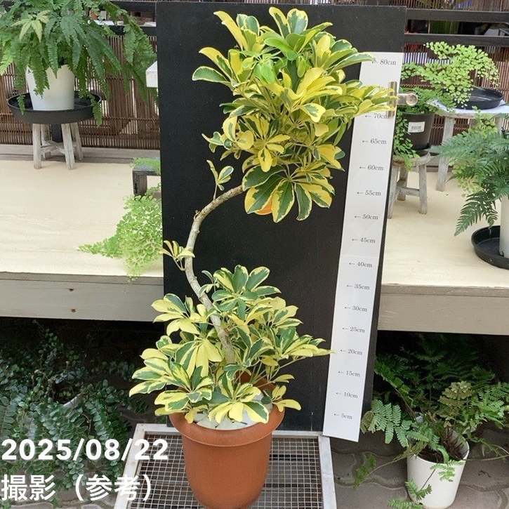 シェフレラ アルボリコラ ハッピーイエロー 7号｜観葉04-PA | 観葉