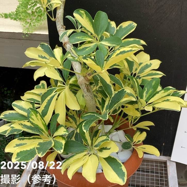 シェフレラ アルボリコラ ハッピーイエロー 7号｜観葉04-PA | 観葉