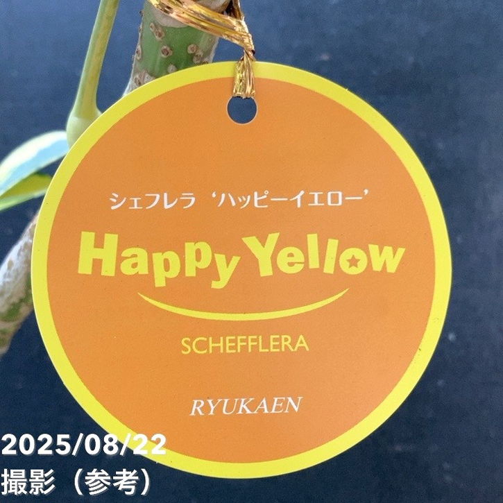 シェフレラ アルボリコラ ハッピーイエロー 7号｜観葉04-PA | 観葉