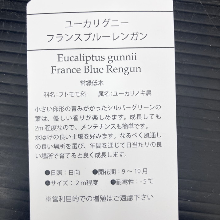 ユーカリグニー フランスブルー レンガン 4号 PVP|花木10-TU