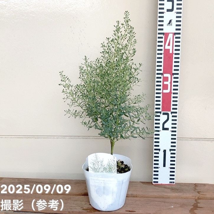 ユーカリグニー フランスブルー レンガン 4号 PVP｜花木04-PA