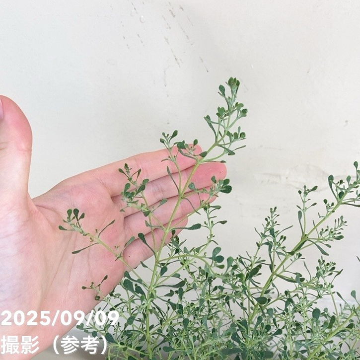 ユーカリグニー フランスブルー レンガン 4号 PVP｜花木04-PA | 花木