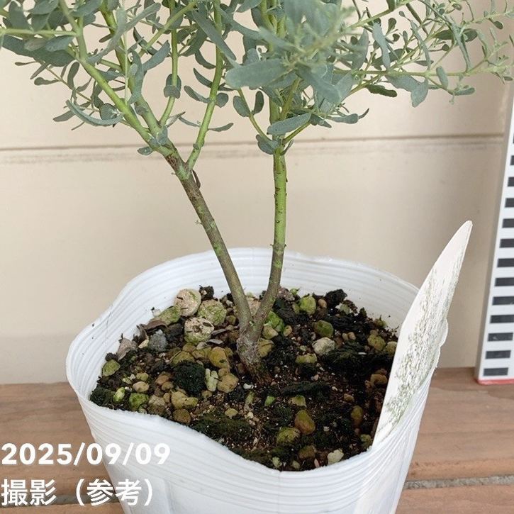 ユーカリグニー フランスブルー レンガン 4号 PVP｜花木04-PA | 花木