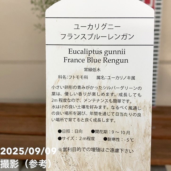 ユーカリグニー フランスブルー レンガン 4号 PVP｜花木04-PA | 花木