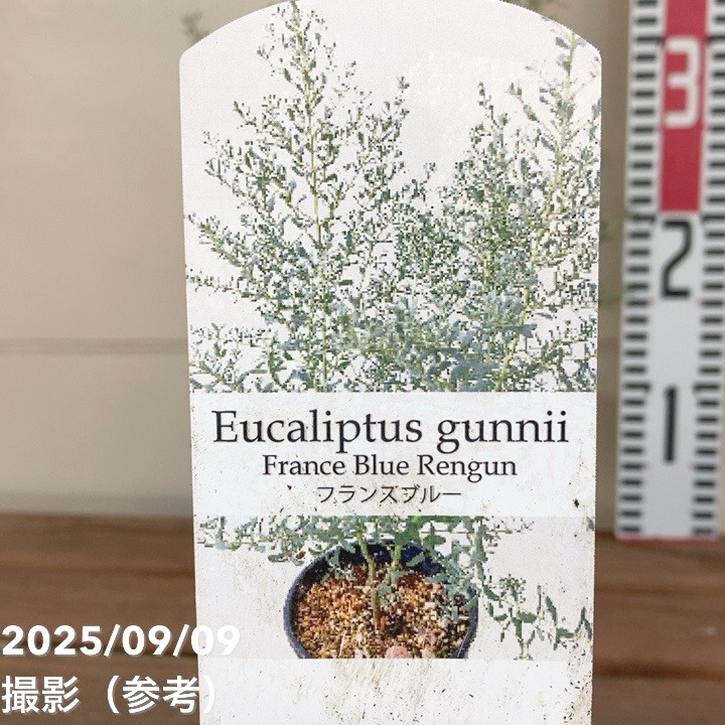 ユーカリグニー フランスブルー レンガン 4号 PVP｜花木04-PA | 花木