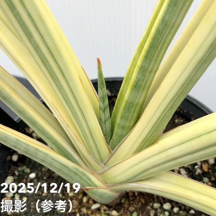 【秋セール10%OFF!11/1まで】【現品お届け】サンスベリア 5号 ロイヤルクラウン プラ鉢仕様(S182)|観葉02-D2