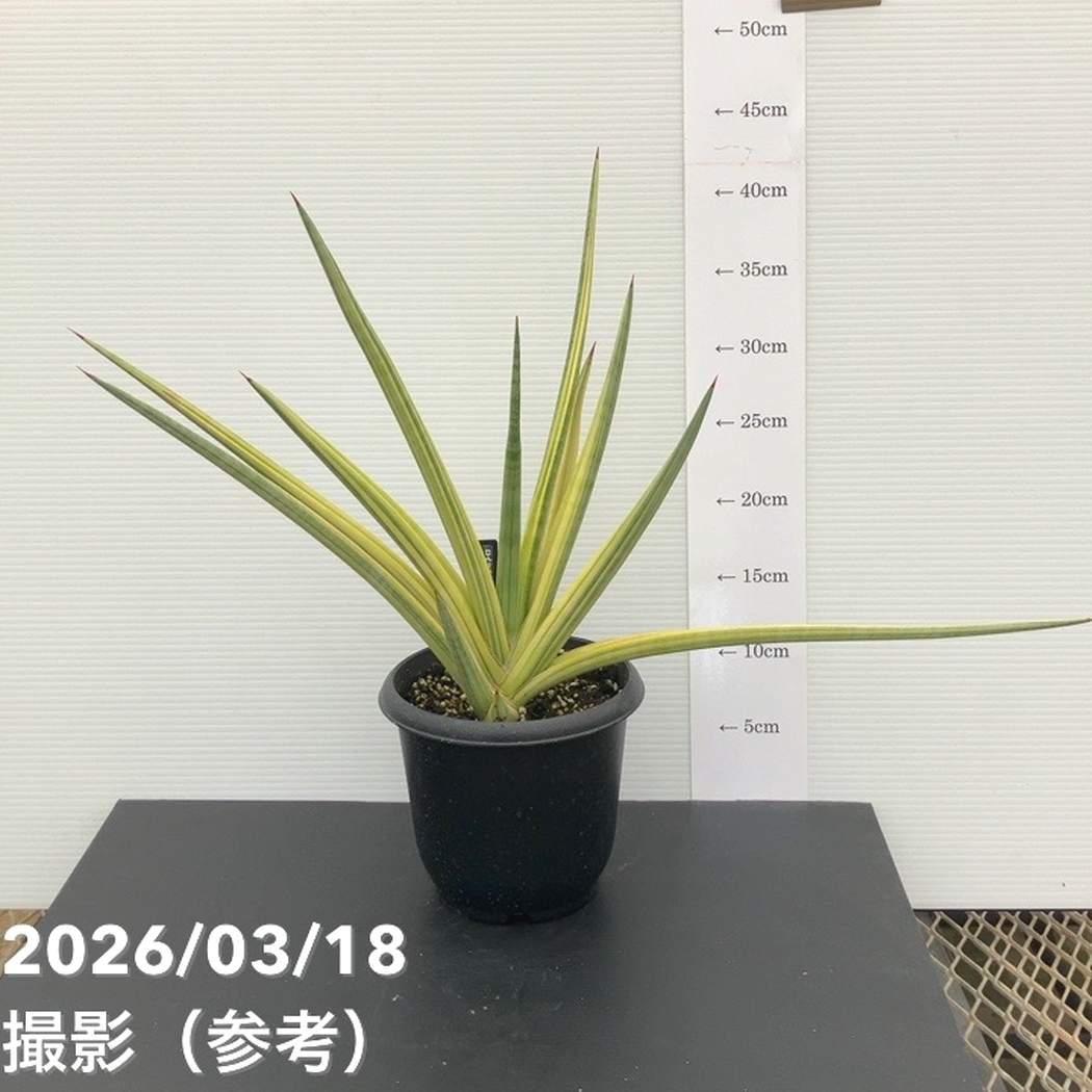 【秋セール10%OFF!11/1まで】【現品お届け】サンスベリア 5号 ロイヤルクラウン プラ鉢仕様(S182)|観葉02-D2