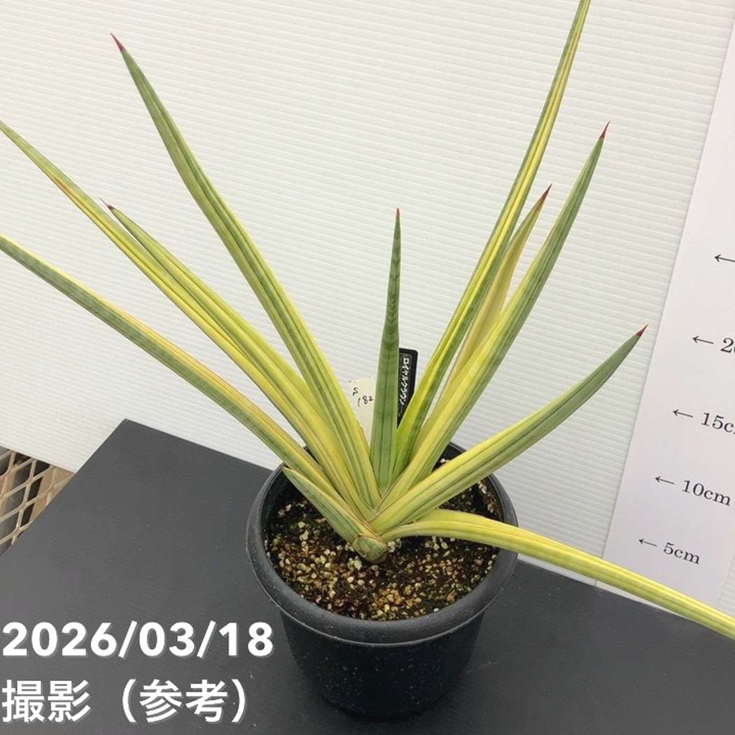 【秋セール10%OFF!11/1まで】【現品お届け】サンスベリア 5号 ロイヤルクラウン プラ鉢仕様(S182)|観葉02-D2