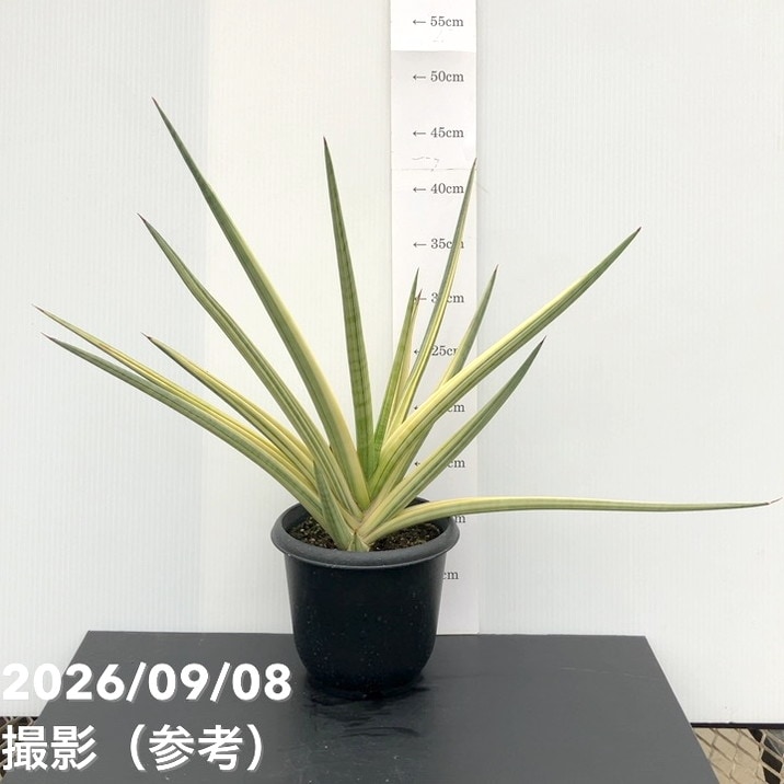 【秋セール10%OFF!11/1まで】【現品お届け】サンスベリア 5号 ロイヤルクラウン プラ鉢仕様(S182)|観葉02-D2