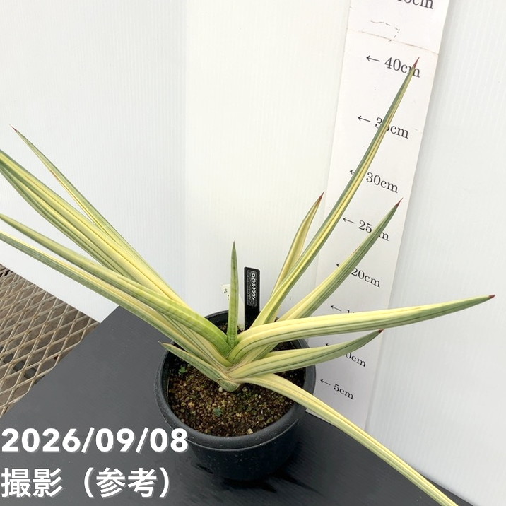 【秋セール10%OFF!11/1まで】【現品お届け】サンスベリア 5号 ロイヤルクラウン プラ鉢仕様(S182)|観葉02-D2