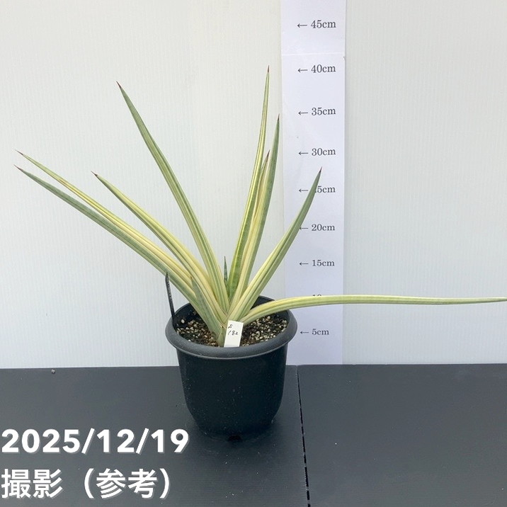 【秋セール10%OFF!11/1まで】【現品お届け】サンスベリア 5号 ロイヤルクラウン プラ鉢仕様(S182)|観葉02-D2