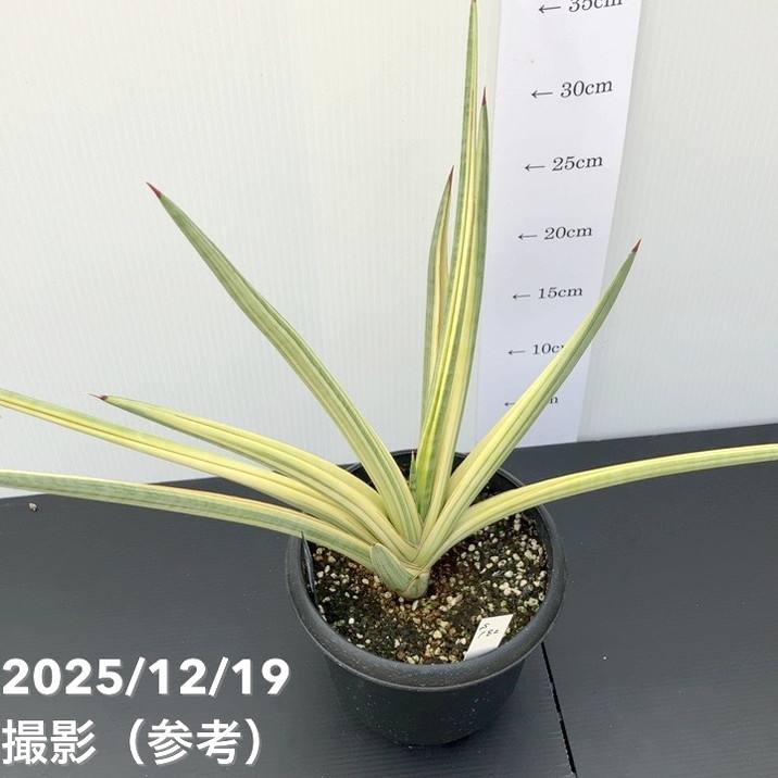 【秋セール10%OFF!11/1まで】【現品お届け】サンスベリア 5号 ロイヤルクラウン プラ鉢仕様(S182)|観葉02-D2