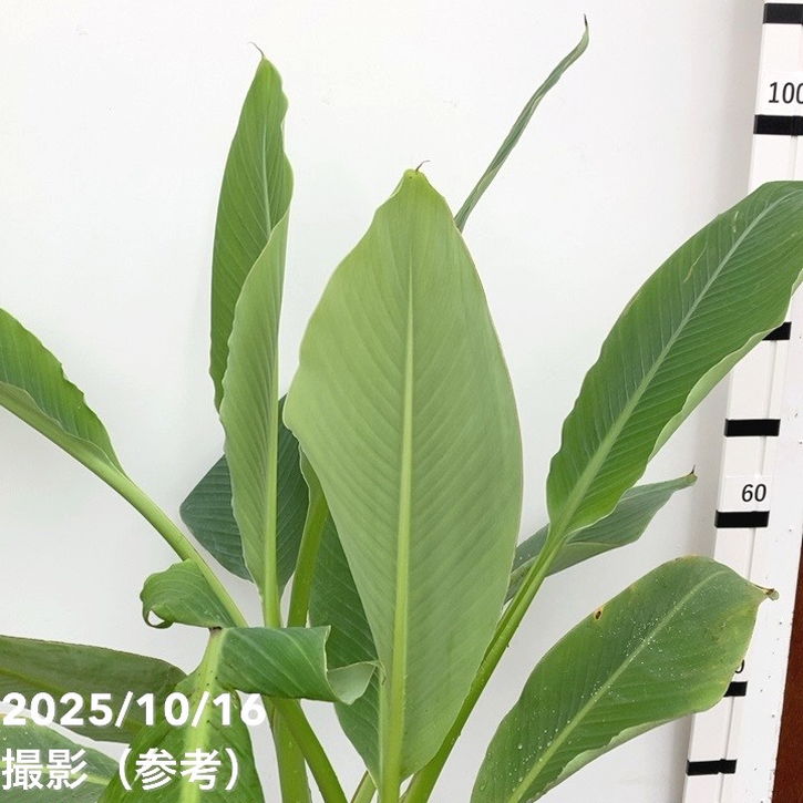 地湧金蓮（チユウキンレン）8号 ｜s200｜草花10-TU | 草花