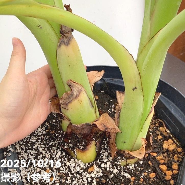 地湧金蓮（チユウキンレン）9号 ｜s200｜草花10-TU | 草花,[多年草