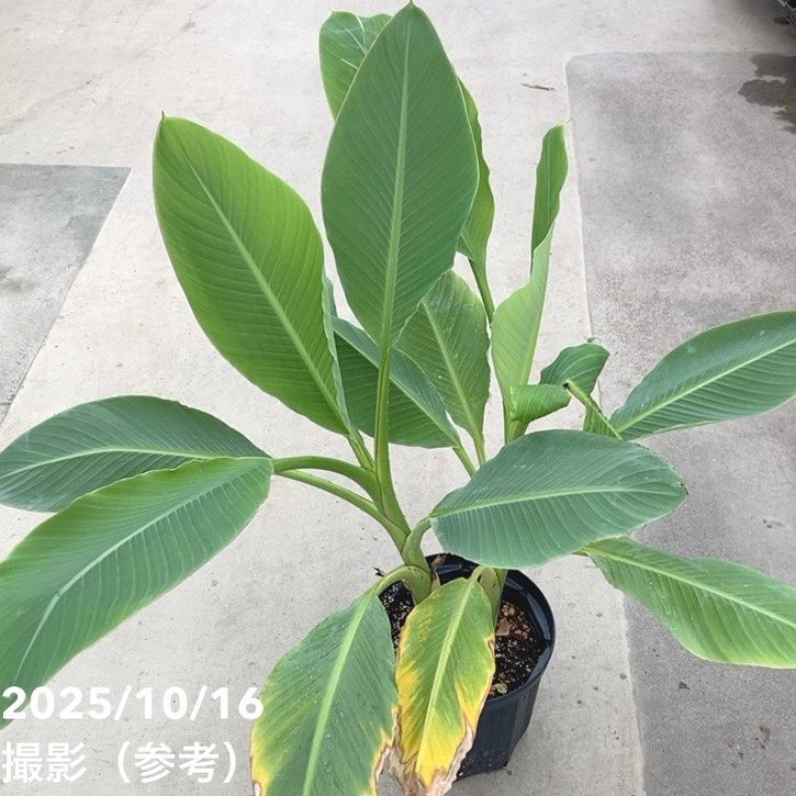 地湧金蓮（チユウキンレン）8号 ｜s200｜草花10-TU | 草花