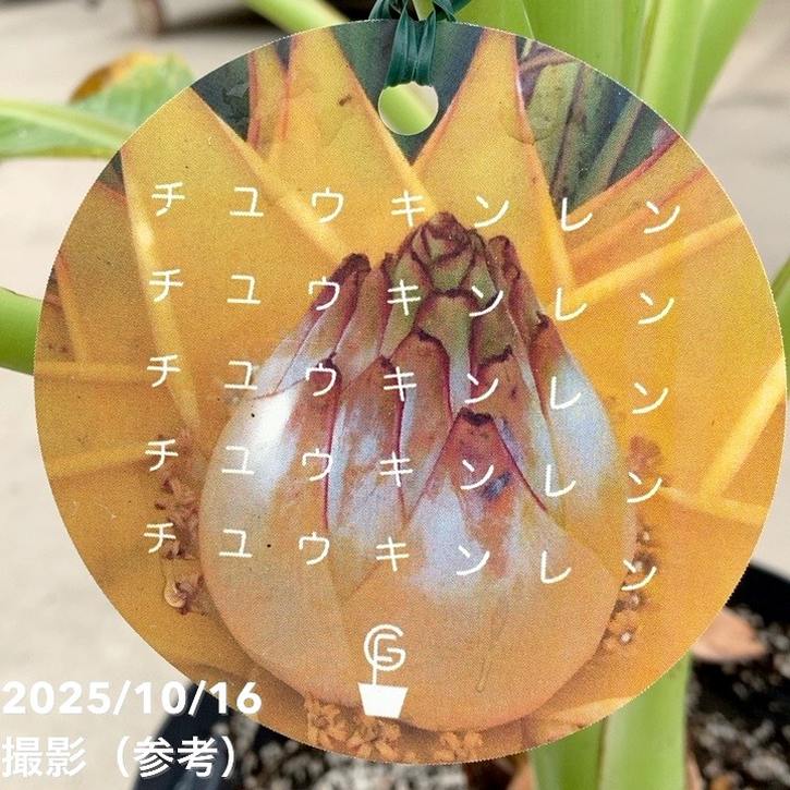 地湧金蓮（ウンナンチユウキンレン)  地湧金蓮 株式会社グッドツーガーデン｜神戸のエクステリア・外構工事