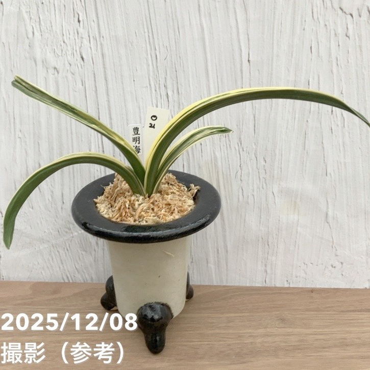 現品お届け】豊明園 万年青 オモト 豊明海 陶器鉢（O21）｜観葉10-TU