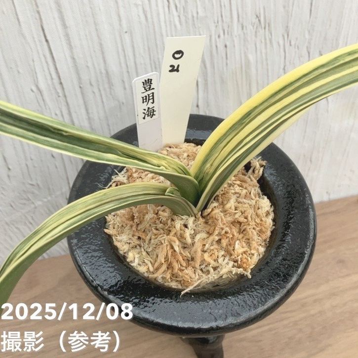 現品お届け】豊明園 万年青 オモト 豊明海 陶器鉢（O21）｜観葉10-TU