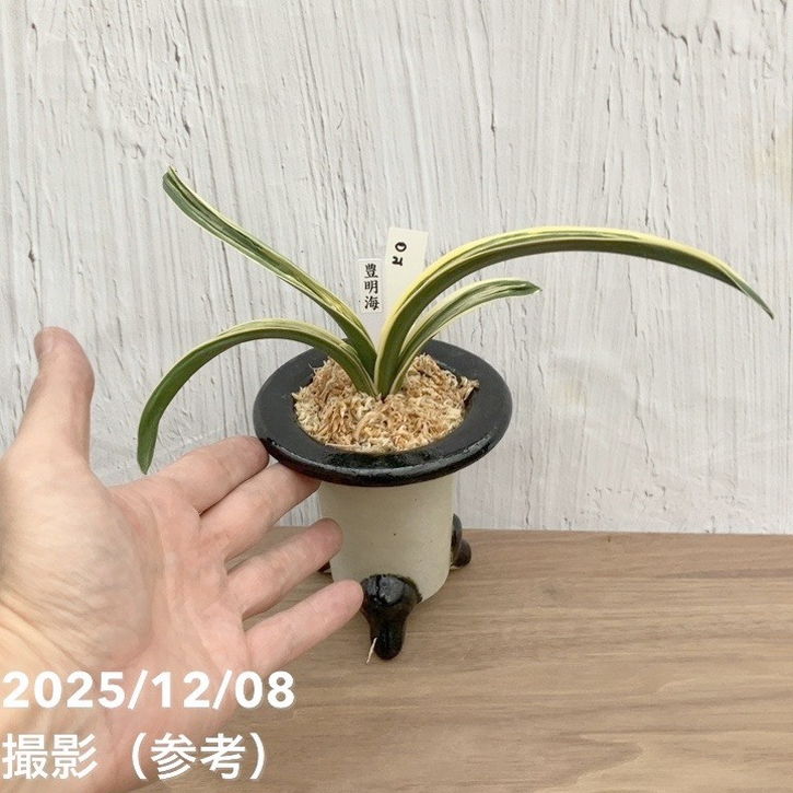 現品お届け】豊明園 万年青 オモト 豊明海 陶器鉢（O21）｜観葉10-TU