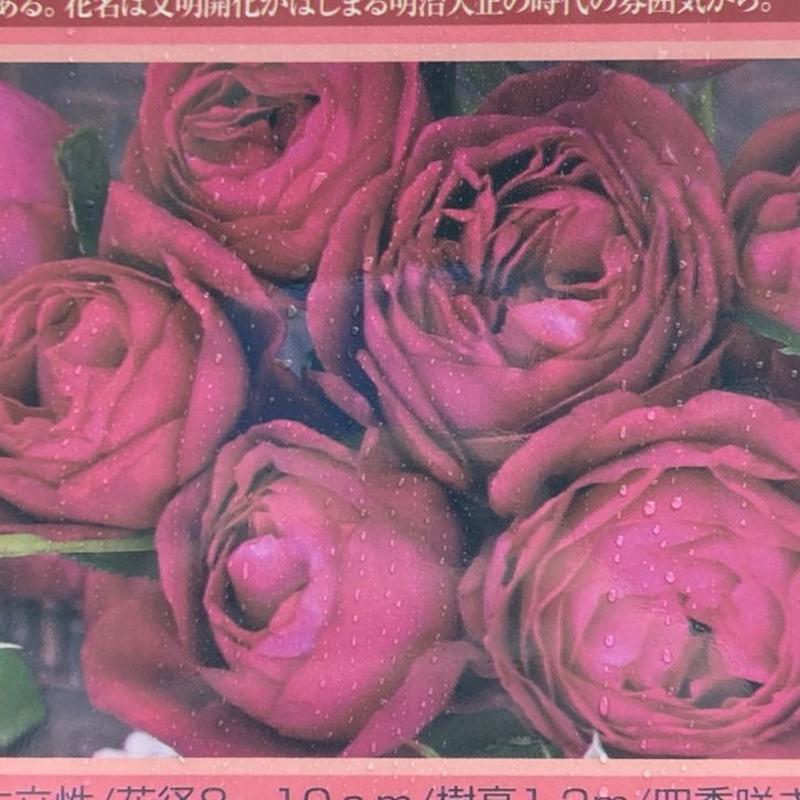 バラ大苗 はいから 7号 京阪園芸｜花木04-PA | 花木・庭木,バラ | 赤塚