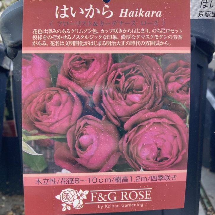 【未使用品】赤本7万円分‼️バラ売り可‼️ バラ大苗 はいから 7号 京阪園芸｜花木04-PA | 花木・庭木,バラ | 赤塚