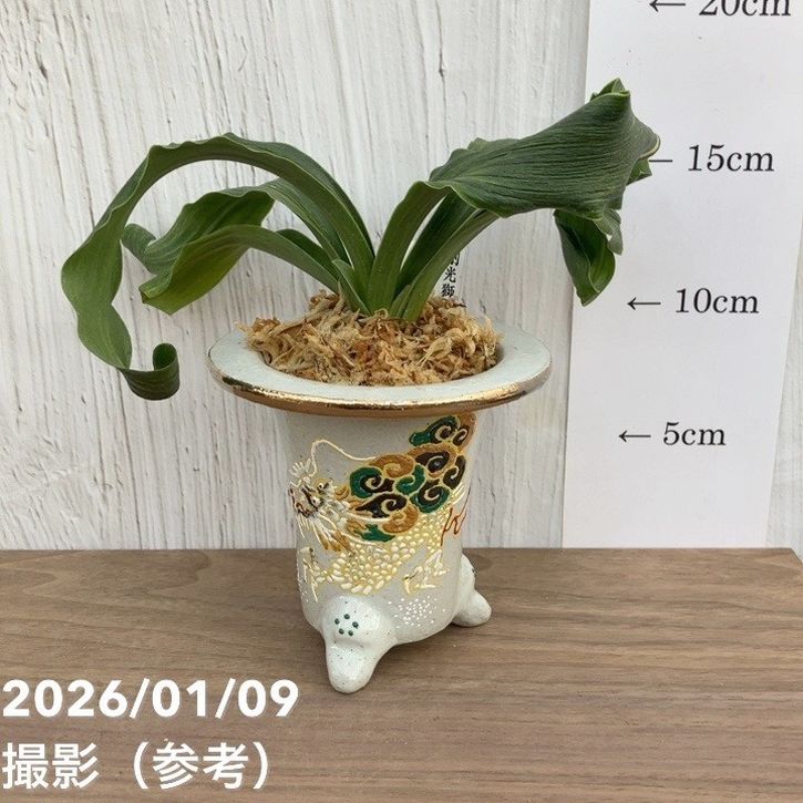 現品お届け】豊明園 万年青 オモト 剛光獅子 錦鉢 龍（O55）｜観葉10