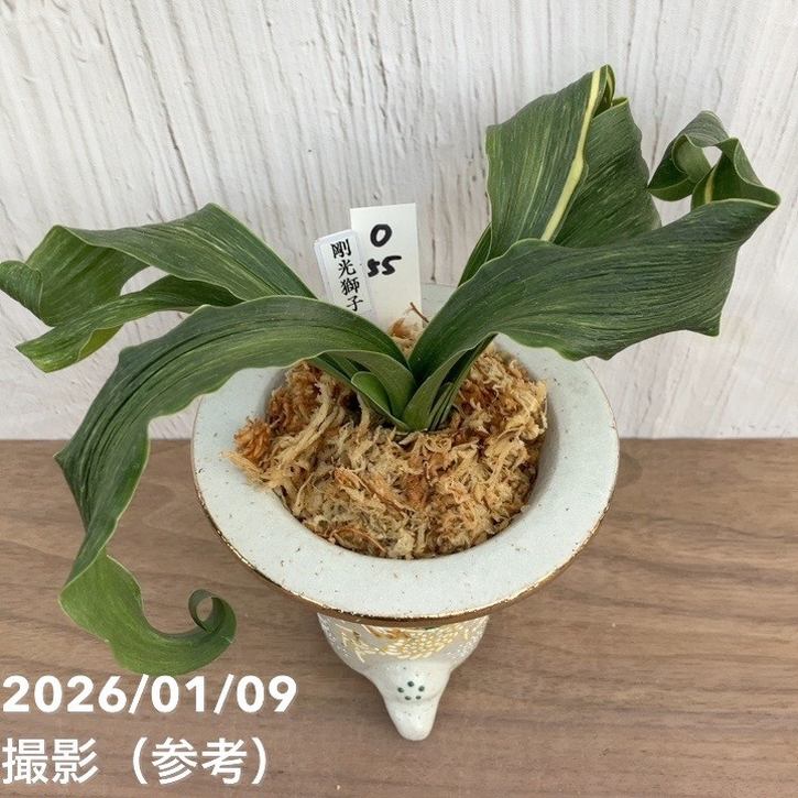 現品お届け】豊明園 万年青 オモト 剛光獅子 錦鉢 龍（O55）｜観葉10