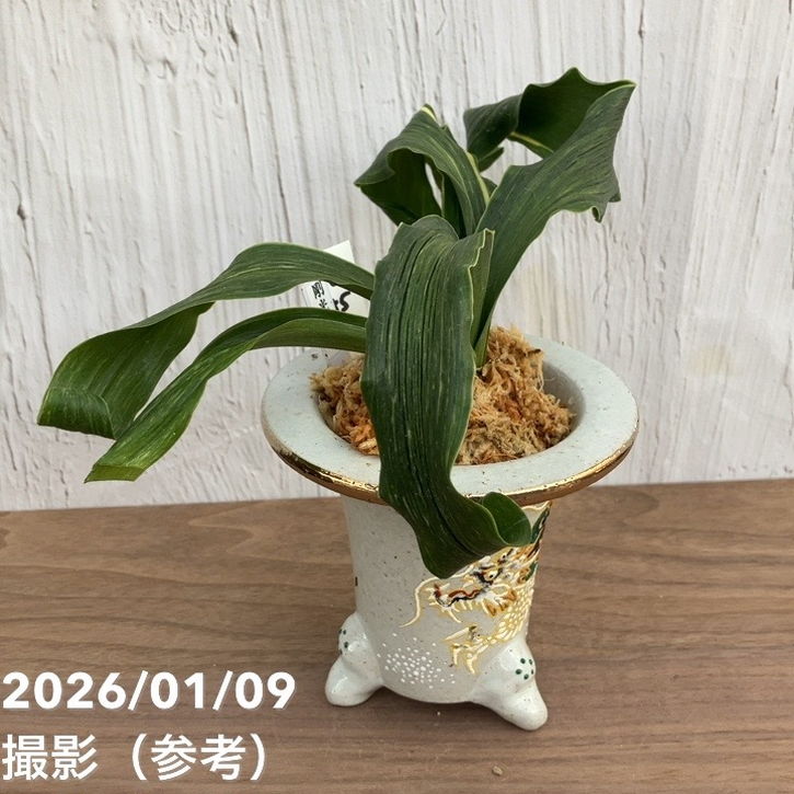 現品お届け】豊明園 万年青 オモト 剛光獅子 錦鉢 龍（O55）｜観葉10