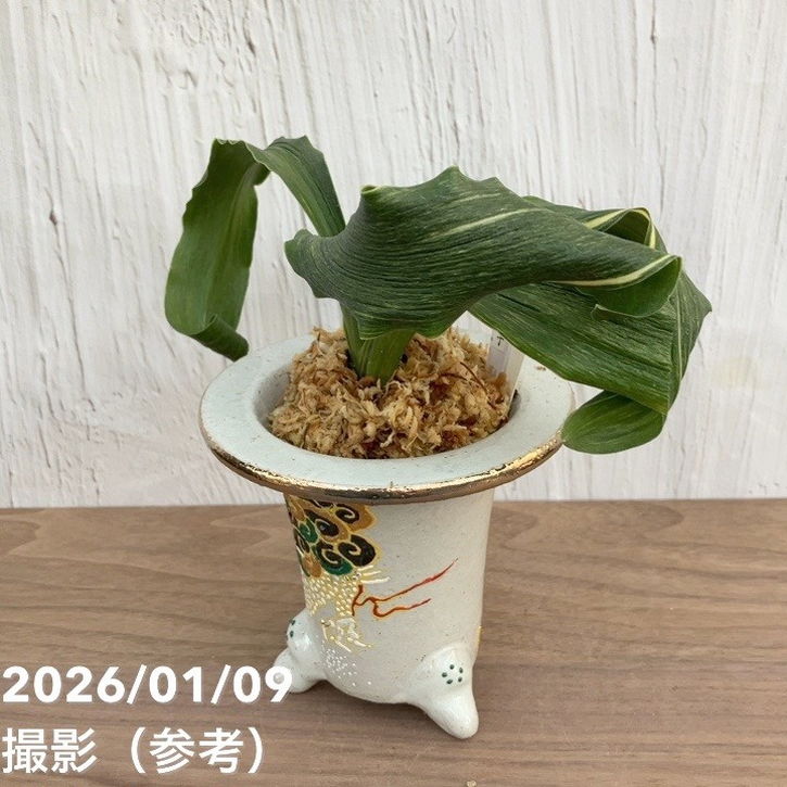 現品お届け】豊明園 万年青 オモト 剛光獅子 錦鉢 龍（O55）｜観葉10