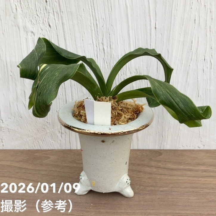 現品お届け】豊明園 万年青 オモト 剛光獅子 錦鉢 龍（O55）｜観葉10