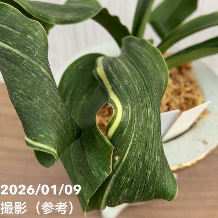 現品お届け】豊明園 万年青 オモト 剛光獅子 錦鉢 龍（O55）｜観葉10