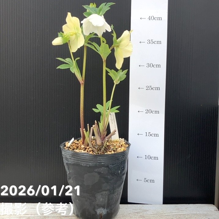 一点物】加藤農園 クリスマスローズ モーリー 4.5号（KT28）｜山野04