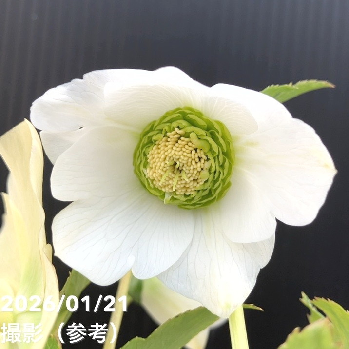26-138 極上 モーリー 加藤農園 クリスマスローズ 同梱可能 お買い得一点物咲き進み株】加藤農園 クリスマスローズ モーリー 4.5号