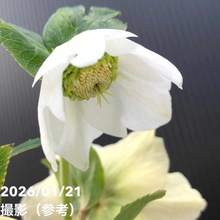 お買い得一点物咲き進み株】加藤農園 クリスマスローズ モーリー 4.5号