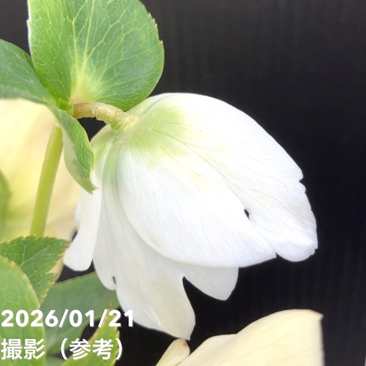お買い得一点物咲き進み株】加藤農園 クリスマスローズ モーリー 4.5号