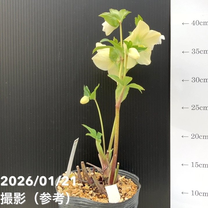 お買い得一点物咲き進み株】加藤農園 クリスマスローズ モーリー 4.5号