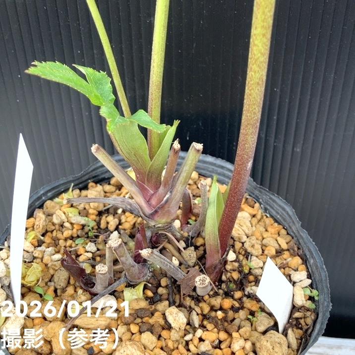 お買い得一点物咲き進み株】加藤農園 クリスマスローズ モーリー 4.5号