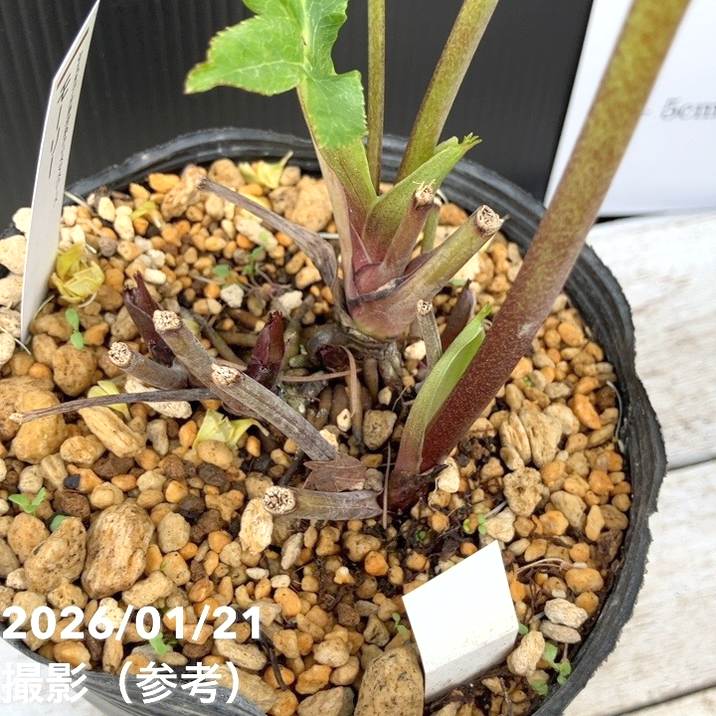 お買い得一点物咲き進み株】加藤農園 クリスマスローズ モーリー 4.5号