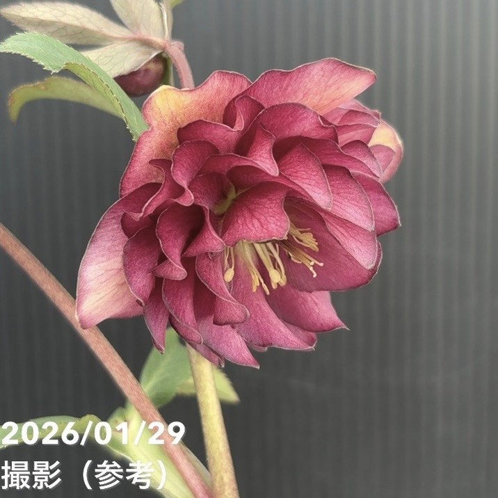 一点物】加藤農園 クリスマスローズ グロッシーカラー 4.5号（KT91