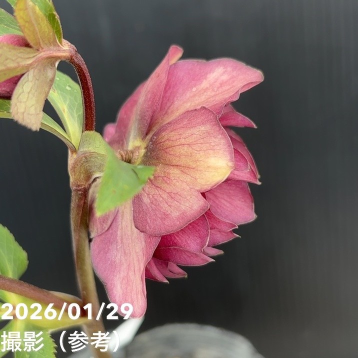 一点物】加藤農園 クリスマスローズ グロッシーカラー 4.5号（KT91