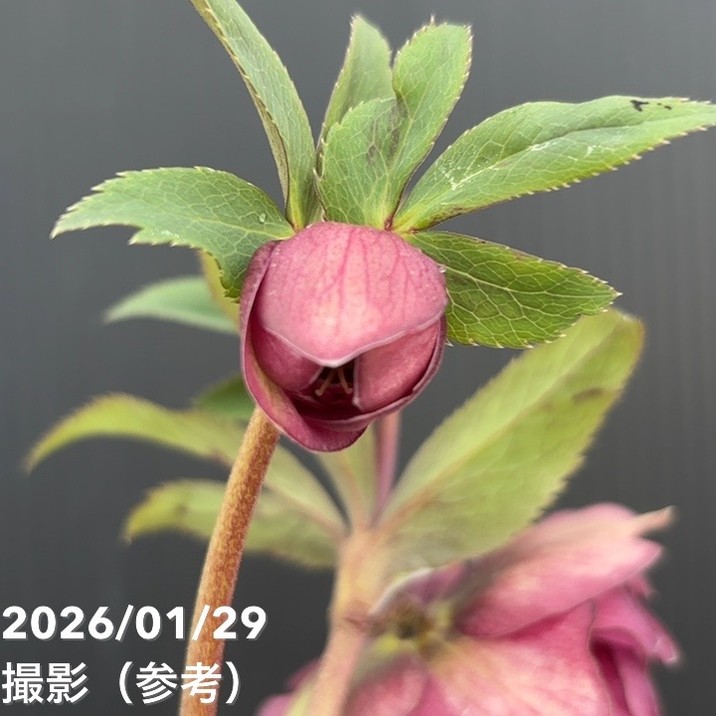 一点物】加藤農園 クリスマスローズ グロッシーカラー 4.5号（KT91