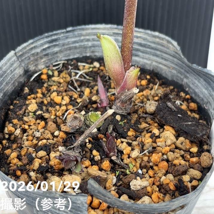 一点物】加藤農園 クリスマスローズ グロッシーカラー 4.5号（KT91